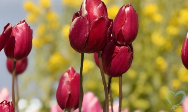 赤いチューリップ