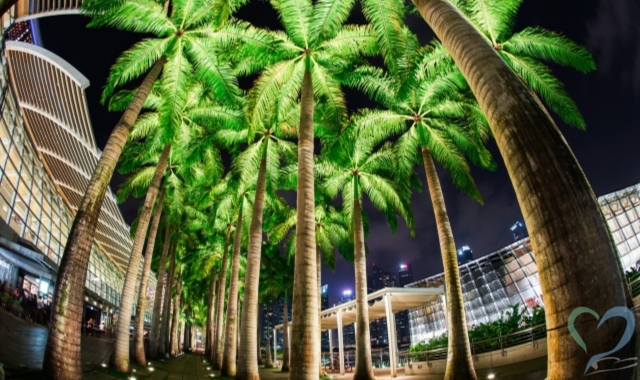 シンガポールヤシの木