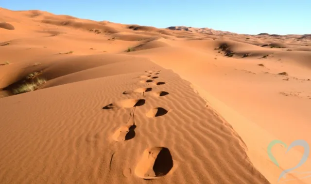 アルジェリア人探し調査のプロが教える！安全に見つける方法とは？